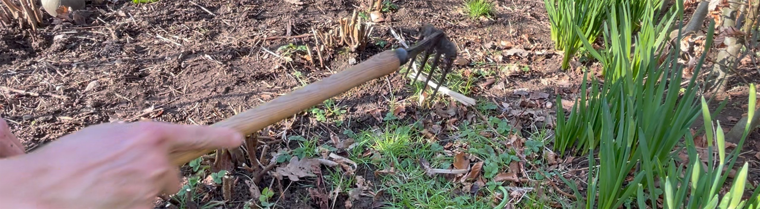 Havearbejde i for�ret med h�ndsmedet DeWit kultivator i hindb�rbed.