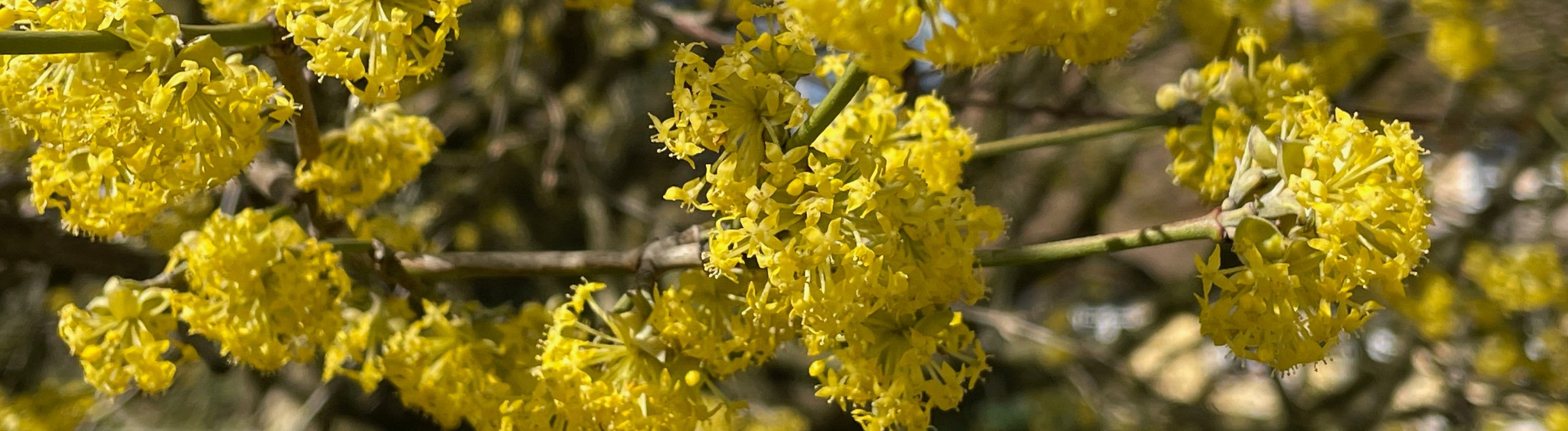 N�rbild p� de gula blommorna hos en japansk k�rsb�rskornell (Cornus officinalis)
