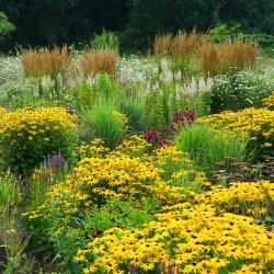 DeWit Plantespade, med trd