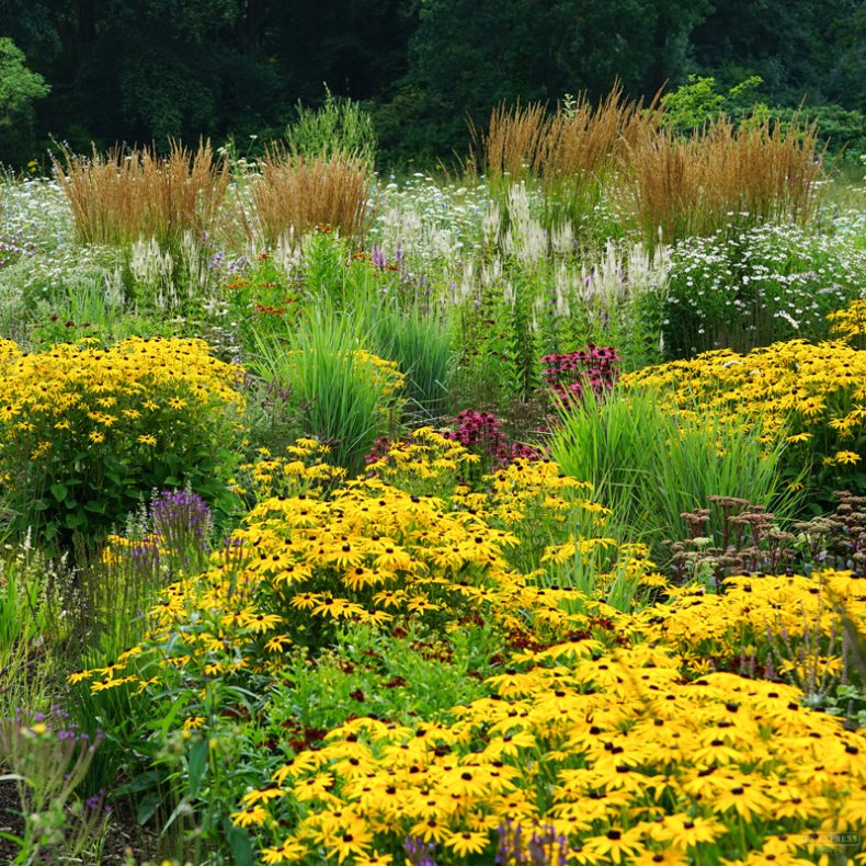 DeWit� Plantespade, med tr�d